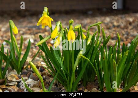 Heysham, Lancashire, United Kingdom. 21st Feb, 2021. Dafodils begin to bloom in Heysham Credit: PN News/Alamy Live News Stock Photo