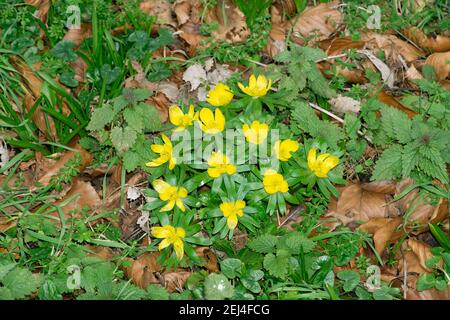 Yellow Aconites open flower Stock Photo