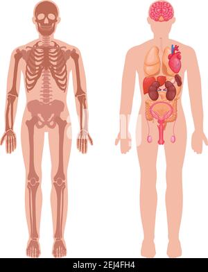 Human anatomy set with skeleton structure and internal organs in male body isolated vector illustration Stock Vector