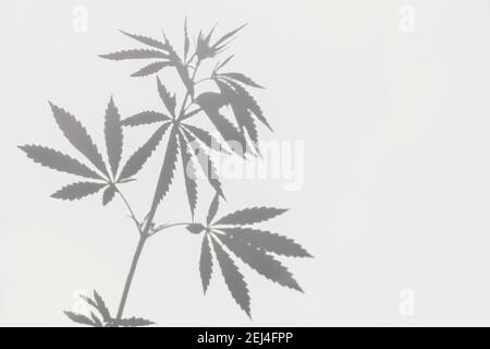 Gray shadows of a bush with leaves of marijuana, hemp on a white wall. Abstract background with cannabis plant overlay Stock Photo