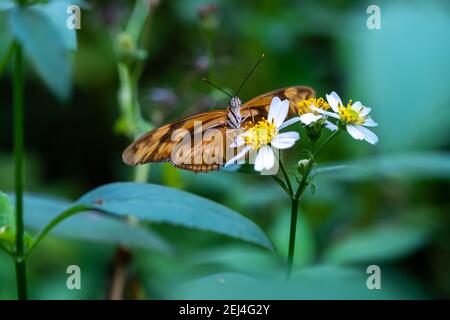 Baronet butterfly (Latin name: Euthalia nais) on a flower close up view Stock Photo