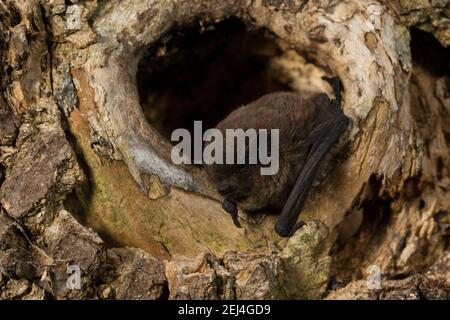 Nathusius's pipistrelle (Pipistrellus nathusii) sitting at the entrance of a tree cavity, Thuringia, Germany Stock Photo