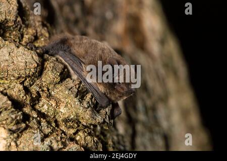 Nathusius's pipistrelle (Pipistrellus nathusii) sitting on a tree, Thuringia, Germany Stock Photo