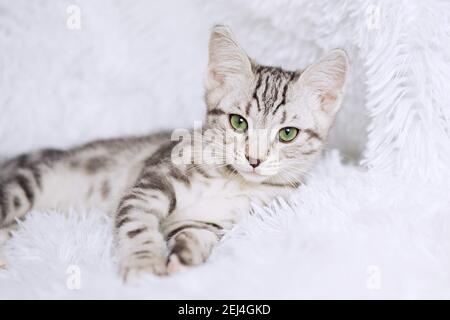 Kitten stripes on white background Stock Photo