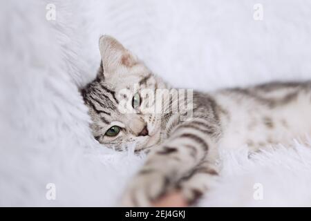 Kitten stripes on white background Stock Photo