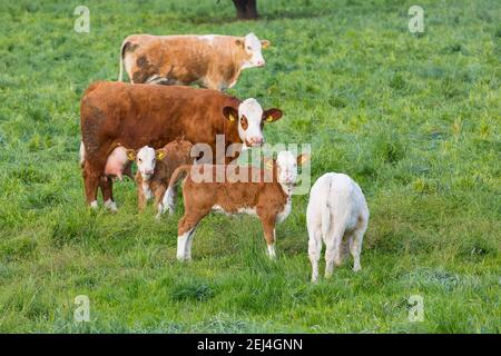 Cattle (Bovini) on a pasture, dams with calves, Elbland, Saxony, Germany Stock Photo