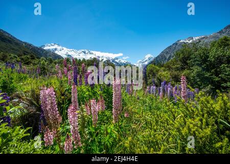 Purple multileaved lupines (Lupinus polyphyllus), snow-covered mountains with Mount Cook, Hooker Valley, Canterbury, South Island, New Zealand Stock Photo