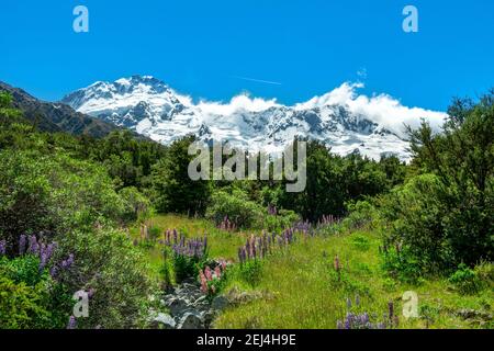 Purple Multileaved Lupines (Lupinus polyphyllus), snow-covered mountains in the back, Hooker Valley, Canterbury, South Island, New Zealand Stock Photo