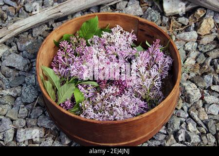 Flowers of lilac in wooden vase are on the stones. View from above. Stock Photo