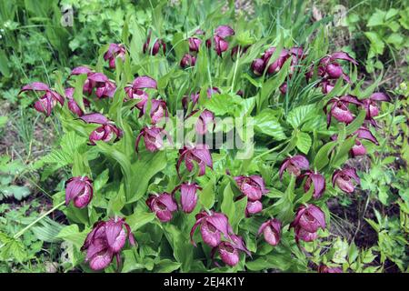 Violet Showy Lady's-slipper flowers on green natural background. Stock Photo