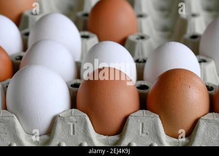 Many white and brown eggs in egg carton Stock Photo