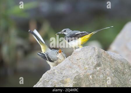 Grey wagtail (Motacilla cinerea) feeding young bird, Hesse, Germany Stock Photo