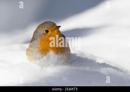 European robin (Erithacus rubecula) on snow-covered ground, Hesse, Germany Stock Photo