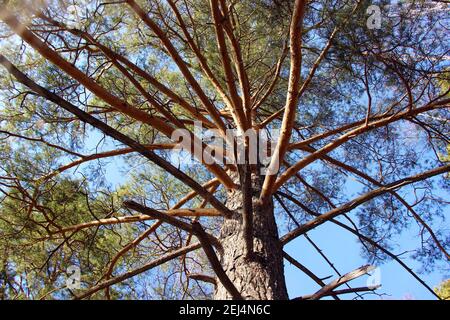 A look up at an old pine tree with outstretched branches in autumn time. Stock Photo