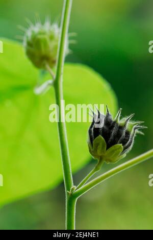 Lime-leaved hollyhock ( Abutilon theophrasti) Stock Photo