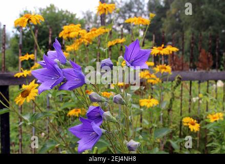 Amazing blue flowers with open and closed buds along with yellow flowers, and behind a rusty fence. Stock Photo