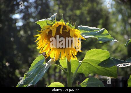 Close-up photo of sunflower with large green leaves on a sturdy green stem. Stock Photo