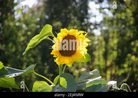 Close-up photo of sunflower with large green leaves on a sturdy green stem. Stock Photo