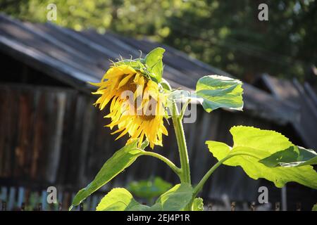 Close-up photo of sunflower with large green leaves on a sturdy green stem. Stock Photo