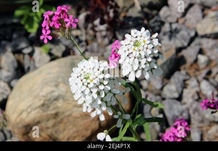 Lilac branch close-up. White and pink small flowers on the background of a scattering of stones. Stock Photo
