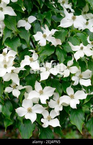 Cornus kousa (Cornus kousa var. chinensis) Stock Photo