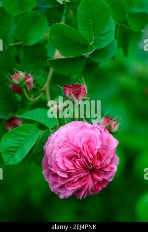 Damask rose (Rosa damascena) variety Duc de Cambridge, Laffay FR ca. 1840, old variety, Old Rose, Damascene Stock Photo