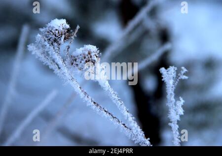 Hooked burrs of the burdock plant covered with snowflakes. Stock Photo