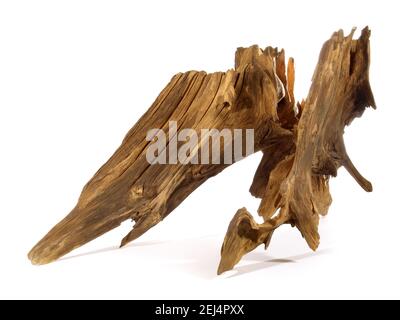 Old Tree Root isolated on white Background Stock Photo