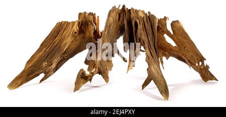 Old Tree Root isolated on white Background Stock Photo