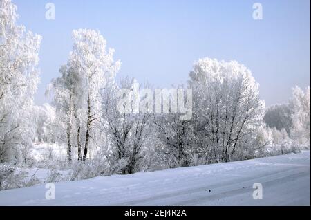 Birch grove near the road in winter. Amazing landscape. Stock Photo
