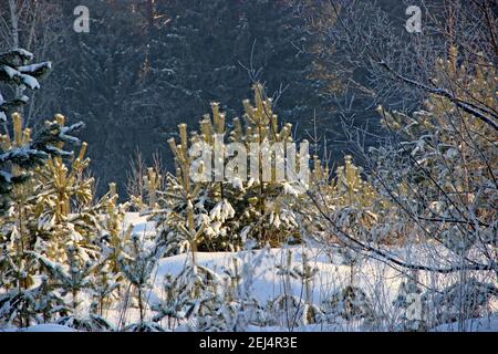 Few little fir trees in the darkness of the coniferous forest. Stock Photo