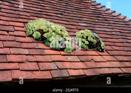 Houseleek (Sempervivum) on house roof, roof tiles (Sempervivum spec.) Stock Photo