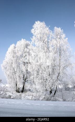 Winter landscape of a group of the birch trees near the road. Shining hoarfrost on the branch catkins and deep purple sky. Stock Photo