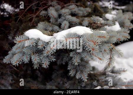 Close-up shows a spruce branch with a snow cap. The unusual turquoise color of the needles is great.