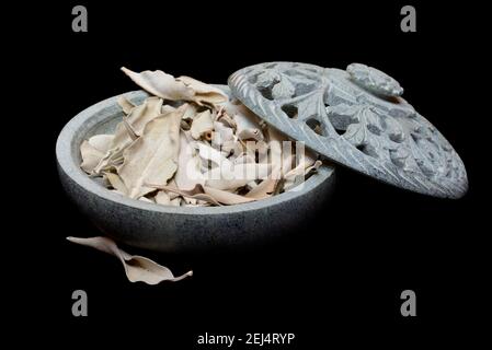 White sage ( Salvia apiana) , Indian incense, Incense Stock Photo