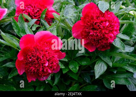 Peony, Red Charm variety( Paeonia lactiflora x officinalis) , grower Glasscock 1944, bloom, blossom, blooming, blooming, red, plant, plants, flower Stock Photo
