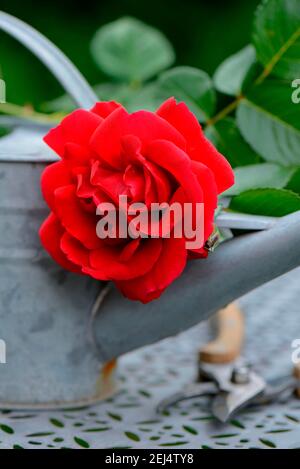 Rose blossom with watering can and garden shears, variety Sympathie Stock Photo