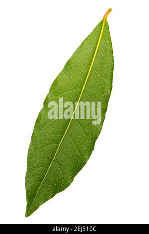 Fresh bay leaf isolated on white background Stock Photo