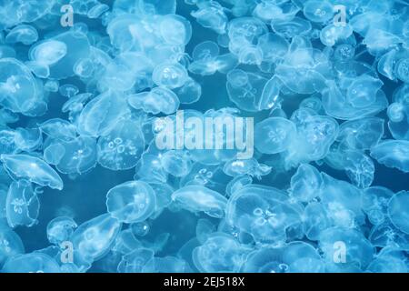 natural background - many jellyfish in blue sea water Stock Photo - Alamy