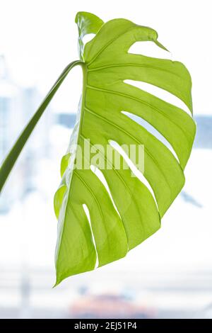 Close-up of a young leaf of Monstera deliciosa on a white background by the window. Stock Photo