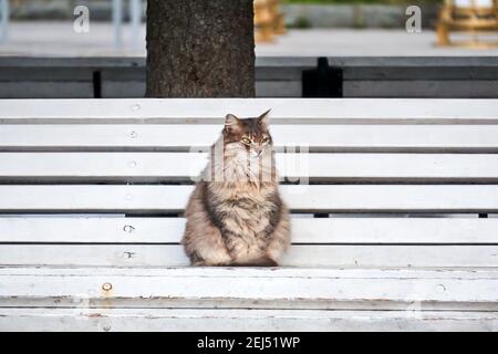 fluffy gray stray cat sitting on a park bench Stock Photo