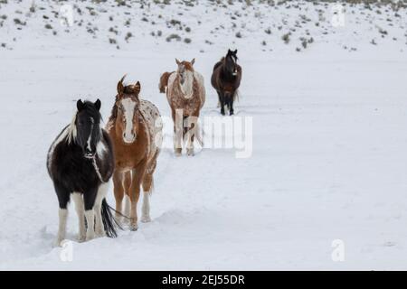 USA, Montana, Gardiner. Mixed herd of Appaloosa, Quarter Horse and Paint horses in winter snow. Stock Photo