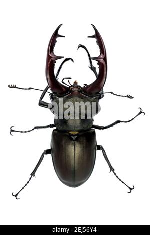 Stag beetle isolated on white background (Lucanus Cervus) Stock Photo