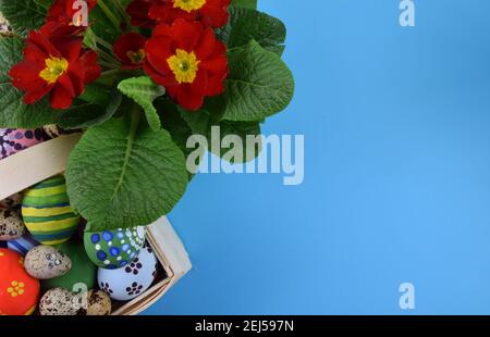 primroses and painted eggs on blue background Stock Photo