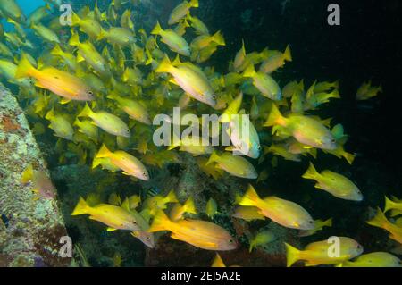 Underwater sea life, School of tropical yellow fish Blackspot Snapper (Lutjanus fulviflamma), Seychelles Stock Photo