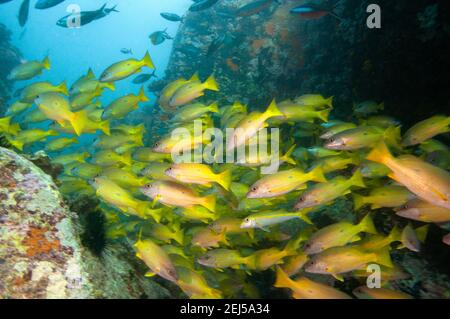 Underwater sea life, School of tropical yellow fish Blackspot Snapper (Lutjanus fulviflamma), Seychelles Stock Photo