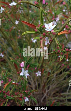 Eriostemon myoporoides ‘Flower Girl White’ Longleaf waxflower – white star-shaped flowers with green leaves flushed red,  February, England, UK Stock Photo