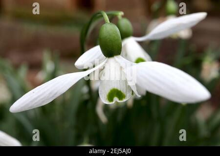 Galanthus elwesii Giant Snowdrop – pendent white bell-shaped flower with V green marking,  February, England, UK Stock Photo