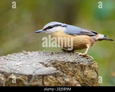 A Eurasian Nuthatch or Wood Nuthatch (Sitta europaea) perching on a fence post. Stock Photo