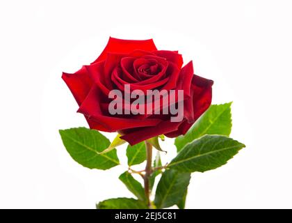 Dark red rose isolated on white background. Close up. Stock Photo